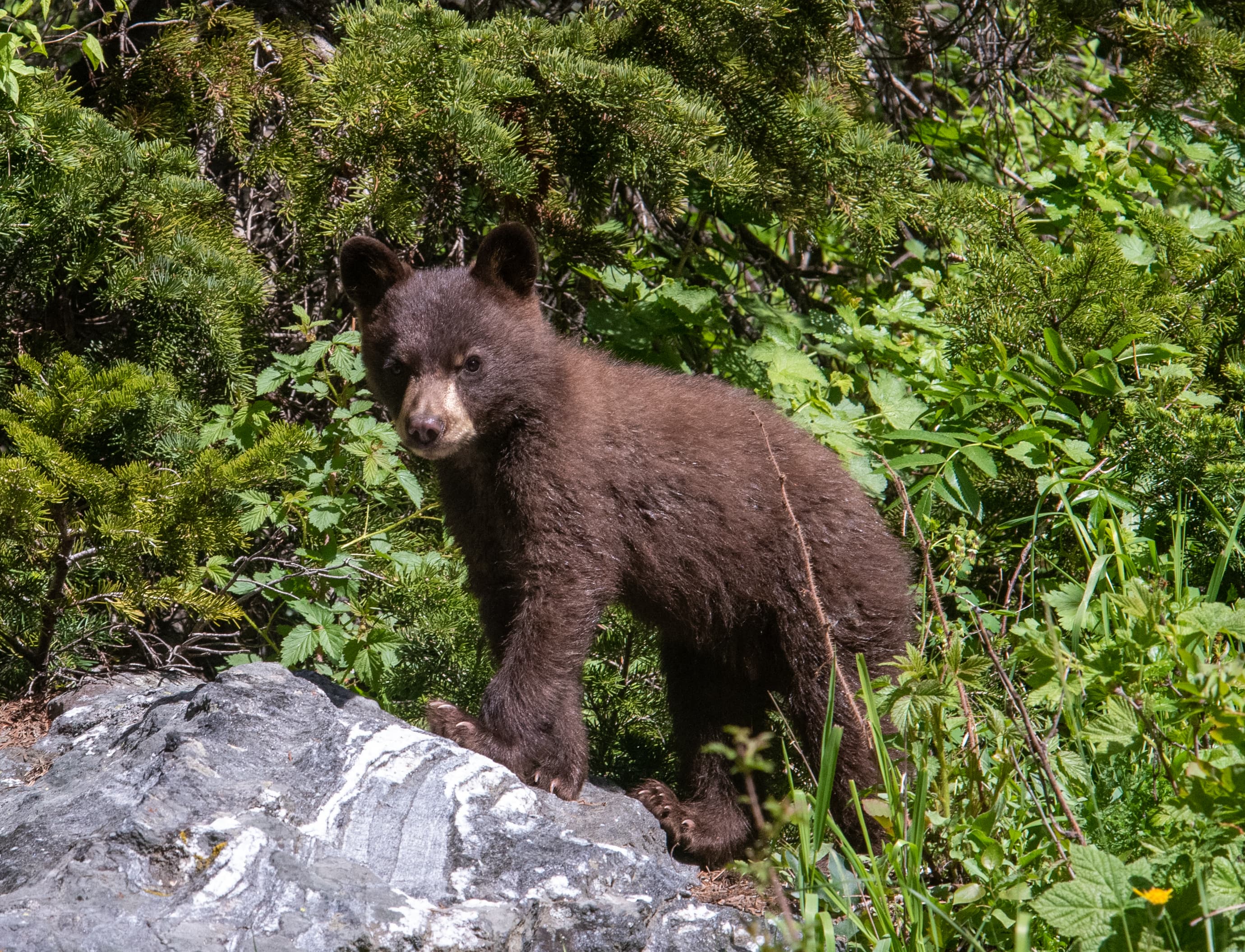 Bear cub on a rock