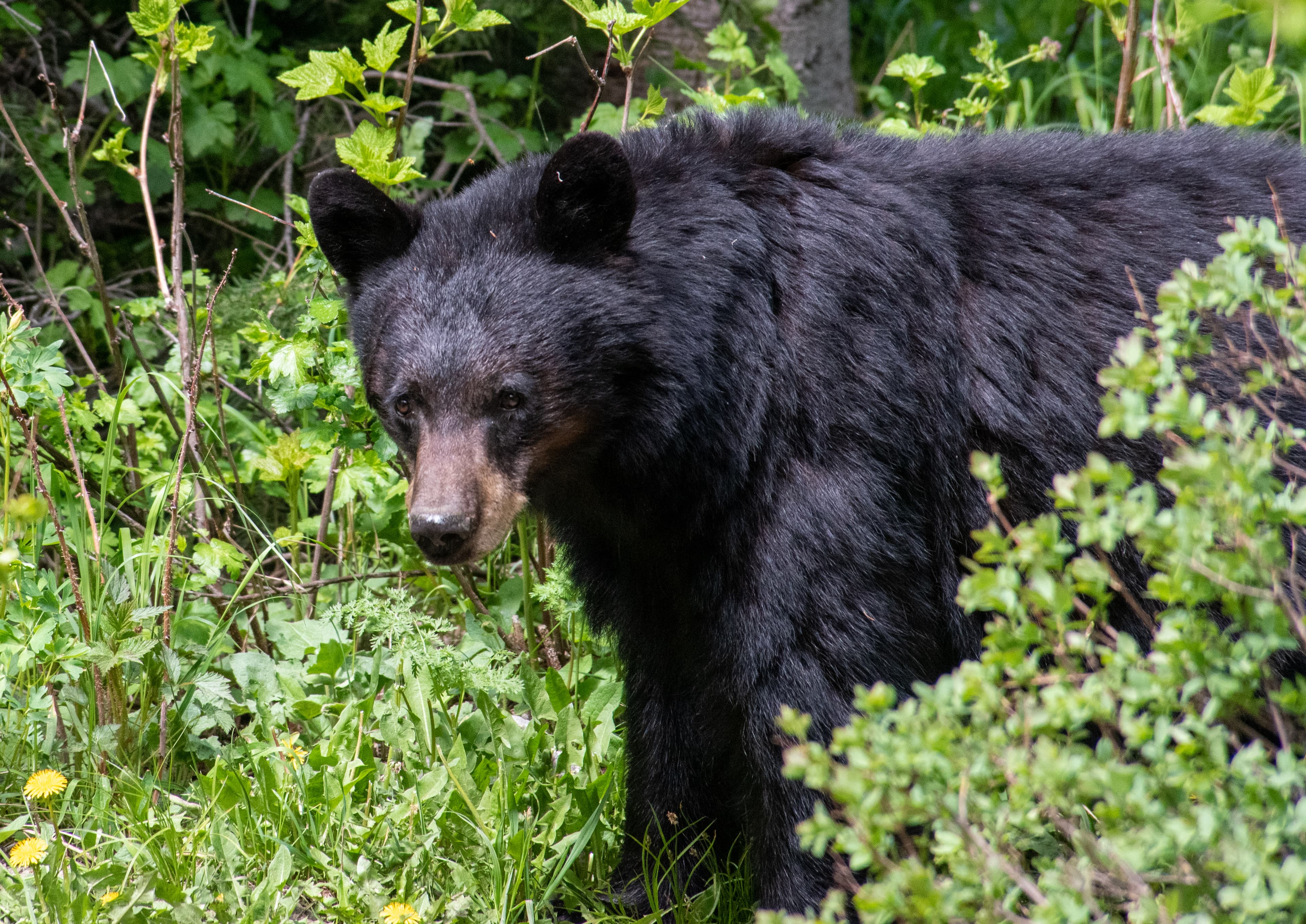 Black bear in the brush