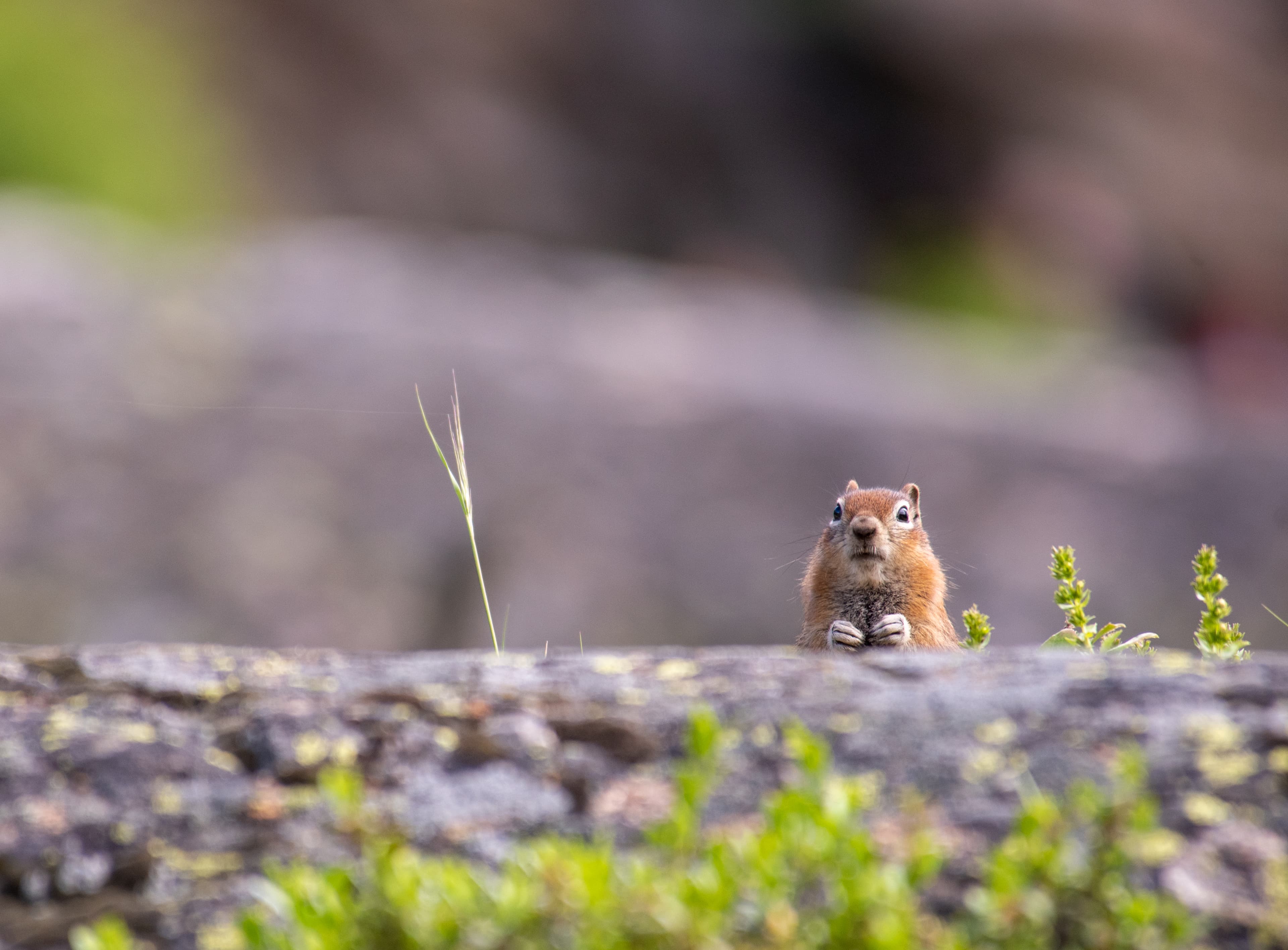 Chipmunk peeking over a rock